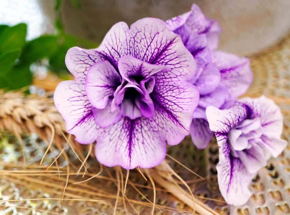 Dakota Gardener: Petunias are tried and true – Jamestown Sun Dakota Gardener: Petunias are tried and true - Jamestown Sun