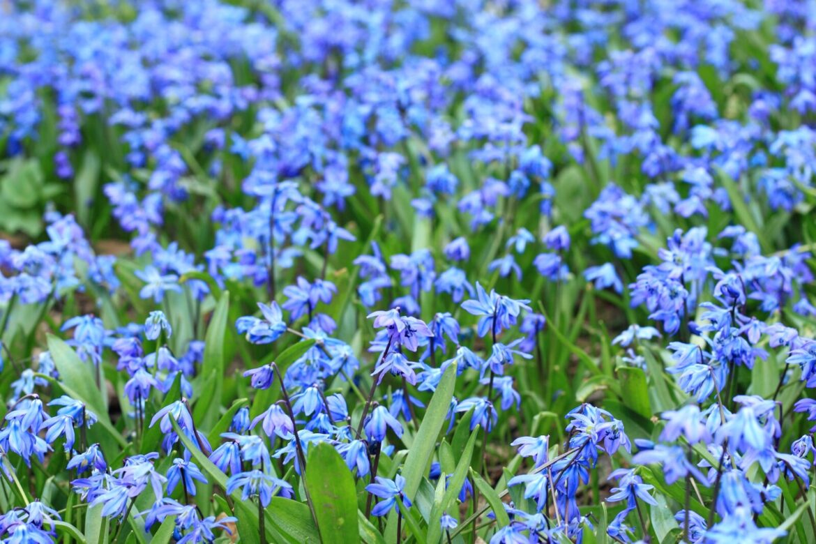Ask the Master Gardener: Siberian squill is beautiful but aggressive – Brainerd Dispatch Ask the Master Gardener: Siberian squill is beautiful but aggressive - Brainerd Dispatch