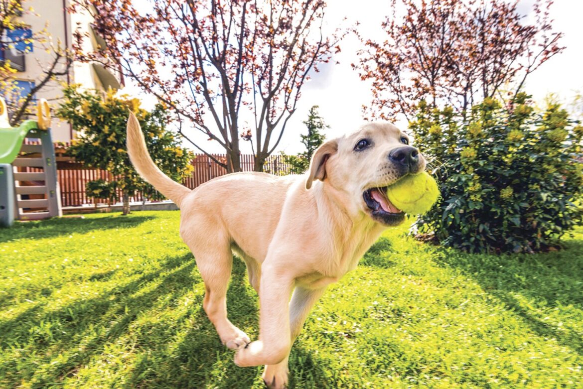 Spring Home & Garden: Potential threats to pet health in your own yard – West Central Tribune Spring Home & Garden: Potential threats to pet health in your own yard - West Central Tribune