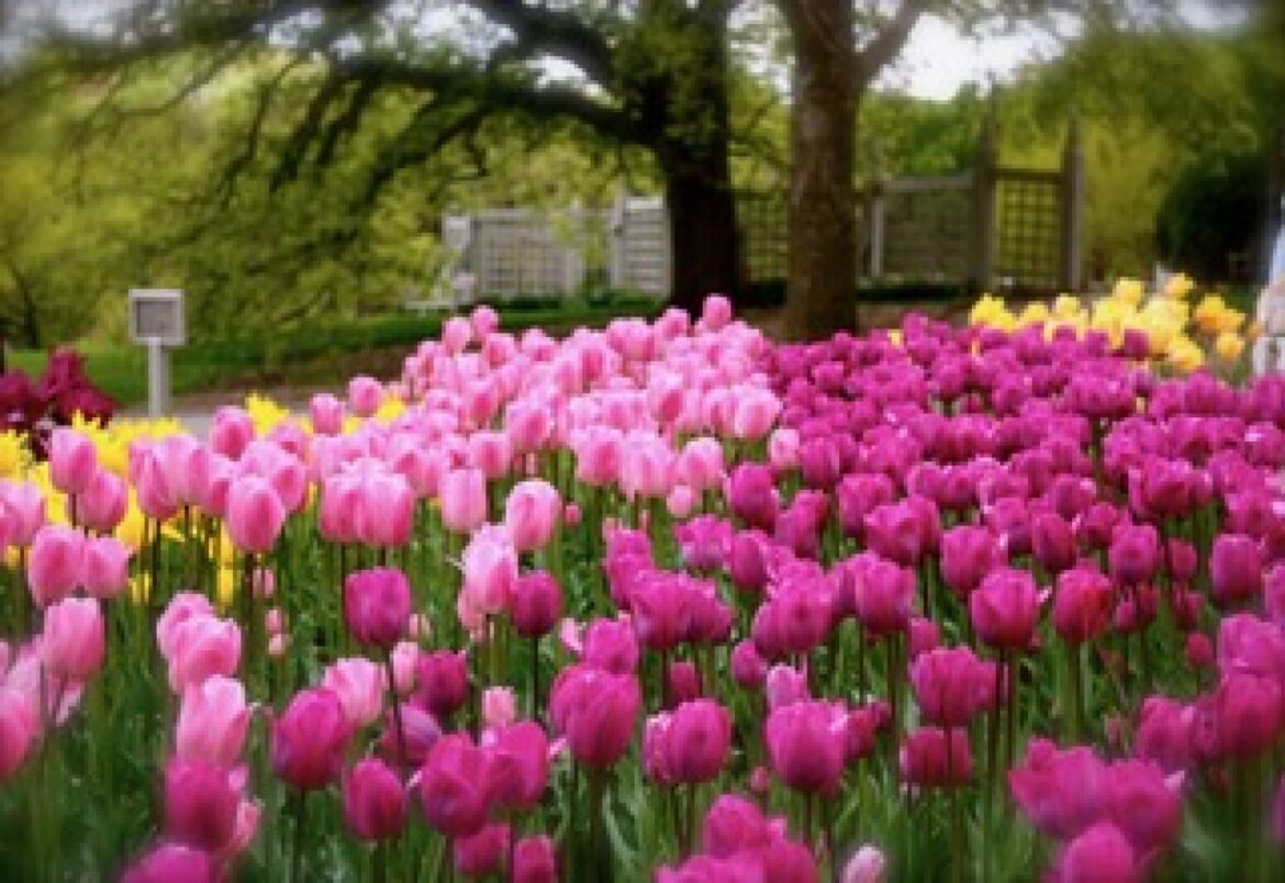 Master Gardener: Long list of tasks for gardeners as spring has sprung – West Central Tribune Master Gardener: Long list of tasks for gardeners as spring has sprung - West Central Tribune