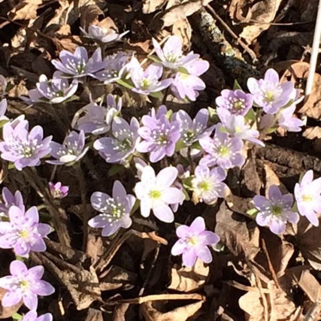 Master Gardener Sue Morris: Lots of spring tasks necessary in both yards and gardens - West Central Tribune