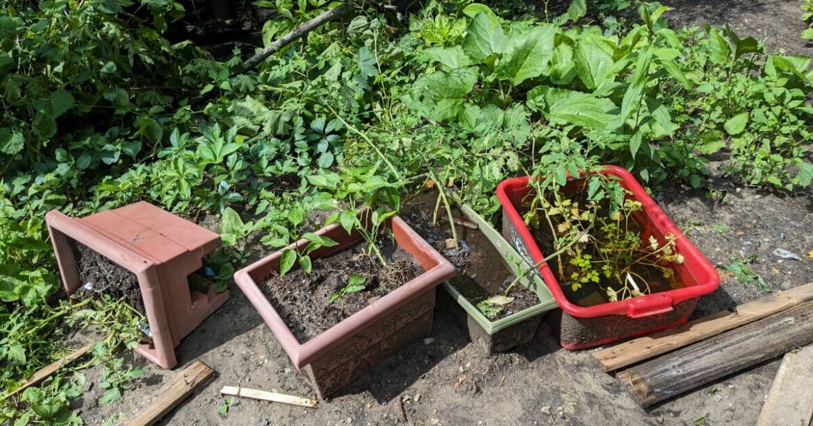Spring planting in the garden? One local expert says to consider native plants Spring planting in the garden? One local expert says to consider native plants
