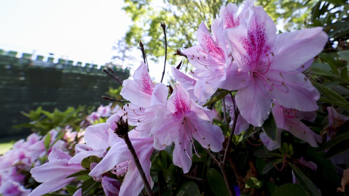Masters in bloom: More than azaleas and dogwood make up golf’s most beautiful garden