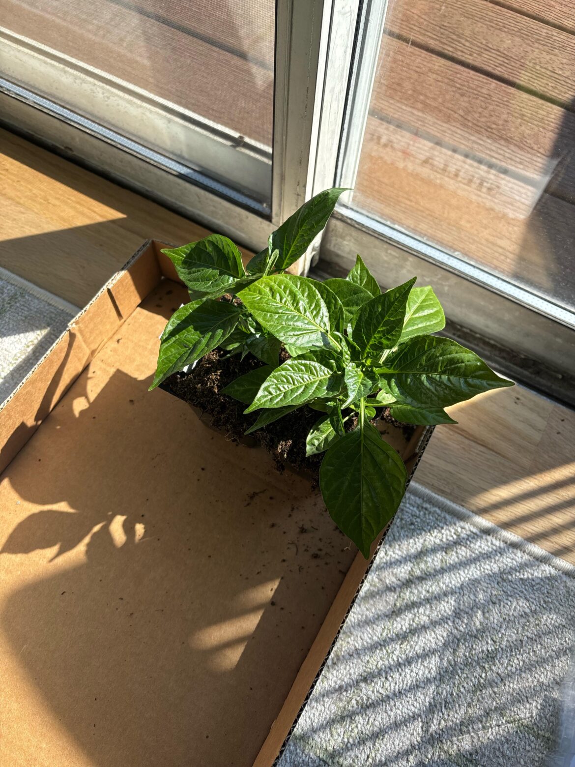 HELP A NEWBIE! HELP A NEWBIE!