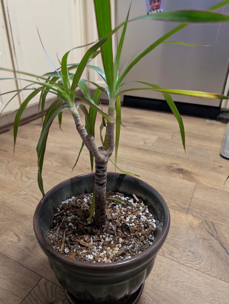 Dracaena Marginata….Is this cane rot? I did not find root rot when I repotted them..? HELP! Dracaena Marginata....Is this cane rot? I did not find root rot when I repotted them..? HELP!