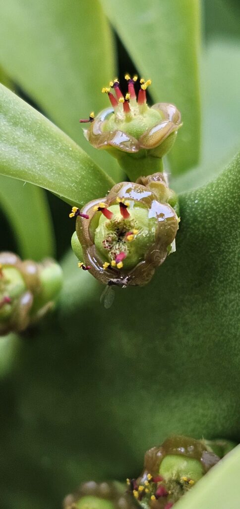 Euphorbia's blooms 🙂