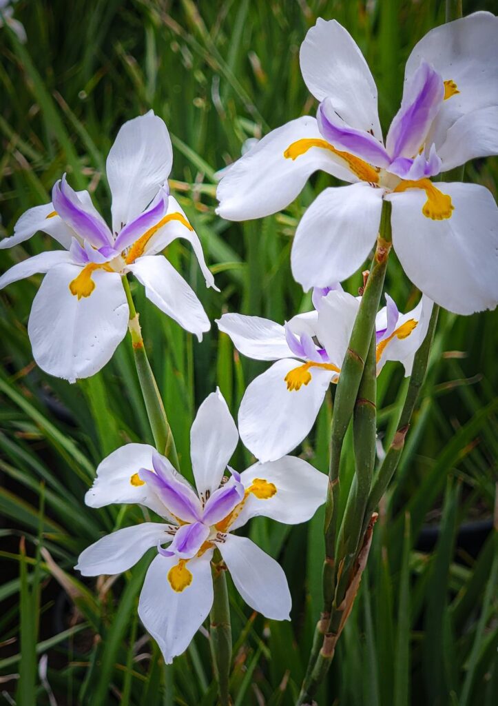 Butterfly iris