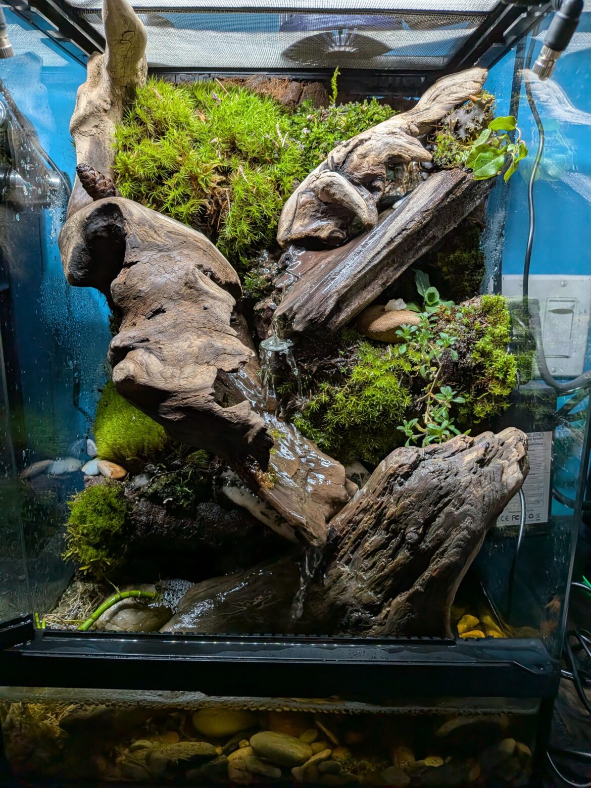 My first paludarium is completed :D what do you guys think?