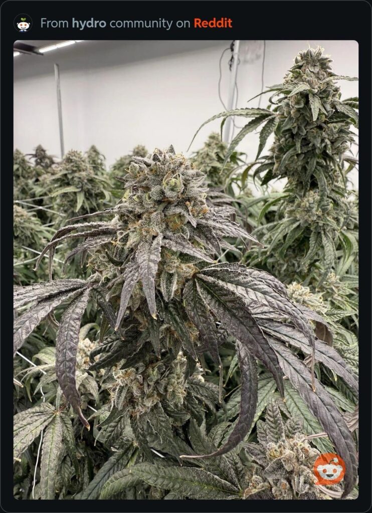Veteran Owned Craft Grow
