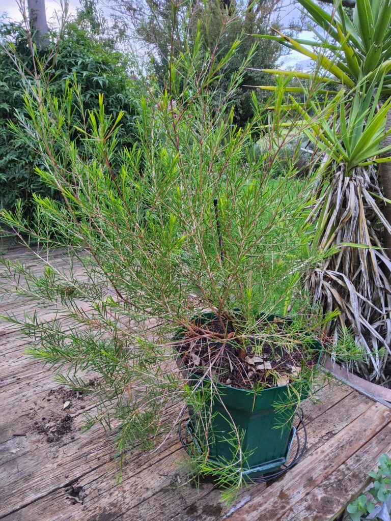 Help with my Geraldton Wax