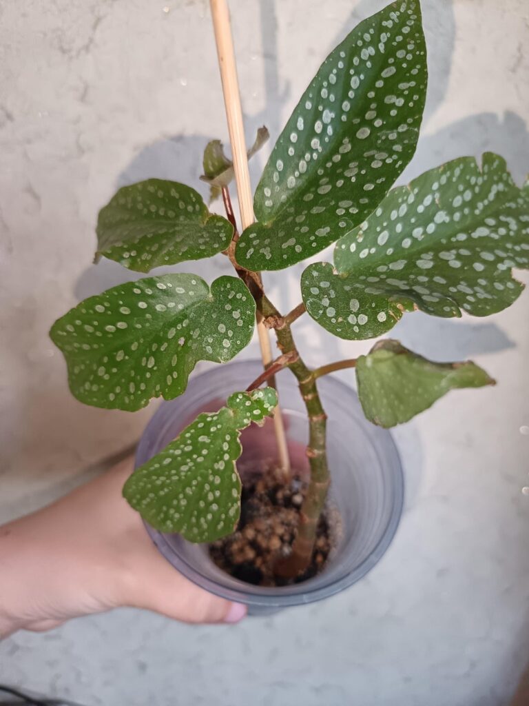 Guys, tell me what kind of begonia? Maybe someone will tell me the variety of begonias?