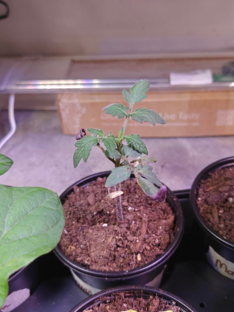 My first year starting from seed My first year starting from seed