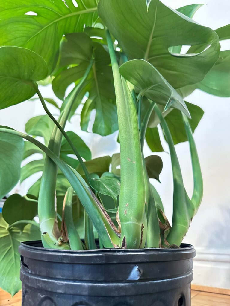 Repotting Recovery and Runt of the Litter