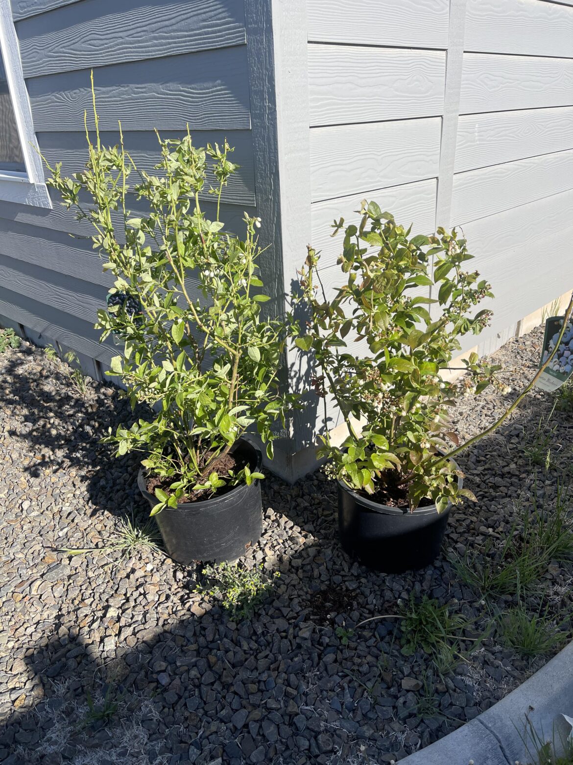 Where to plant my blueberries?
