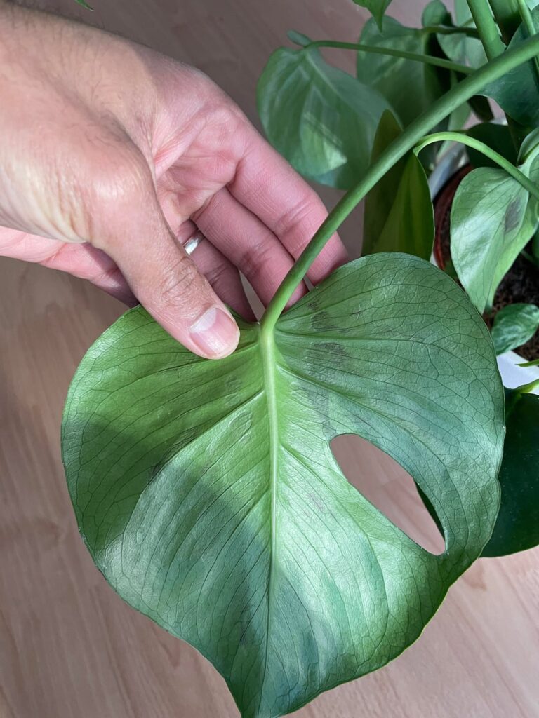 Is my Monstera dying?