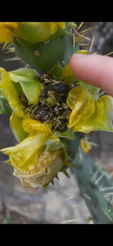 Beetles cuddling up in a prickly pear flower