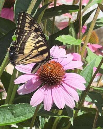 My Backyard Habitat: More Garden Pollinators With 3x3x3 Planting Method – The Newtown Bee My Backyard Habitat: More Garden Pollinators With 3x3x3 Planting Method – The Newtown Bee