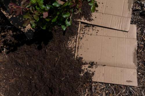 Use cardboard boxes to stop weeds from growing in your garden – Times News Online Use cardboard boxes to stop weeds from growing in your garden – Times News Online