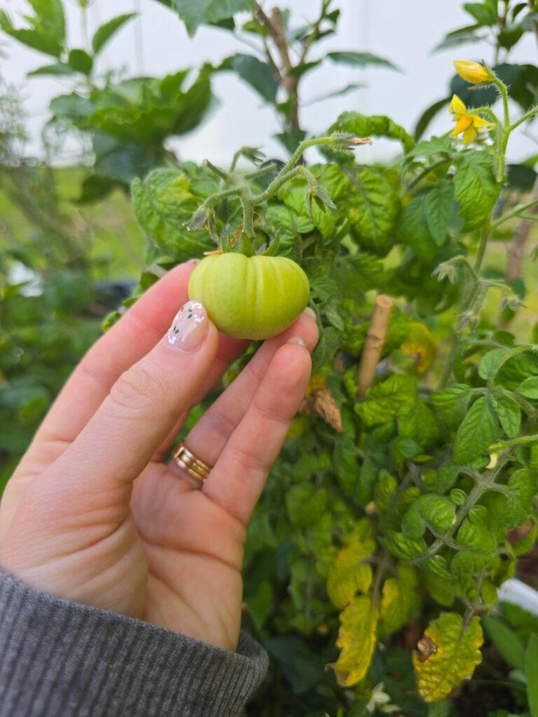 Early tomatoes since I kept the ones from last year over winter in my garage