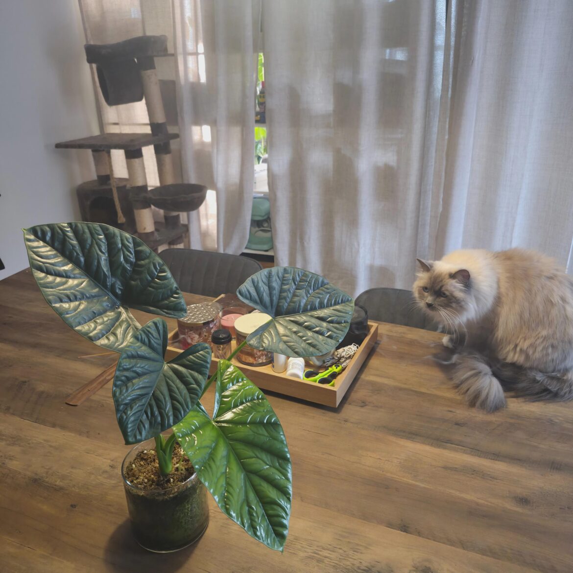 Alocasia Lukiwan 😭