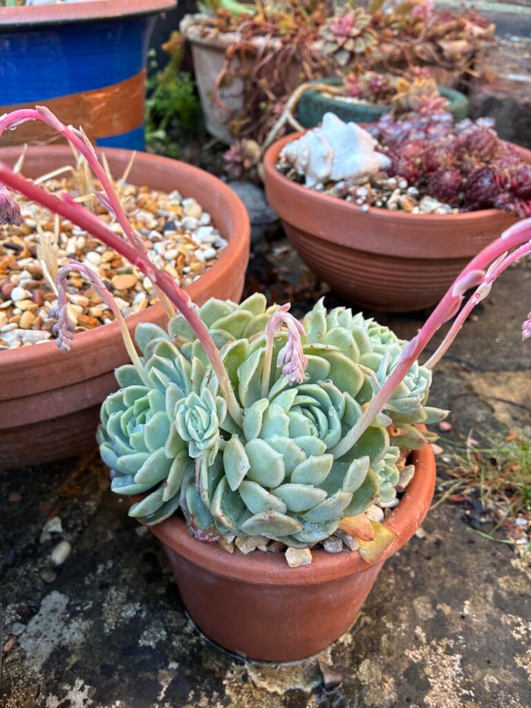 Pleased with my echevervia elegans, supersemps and opuntia