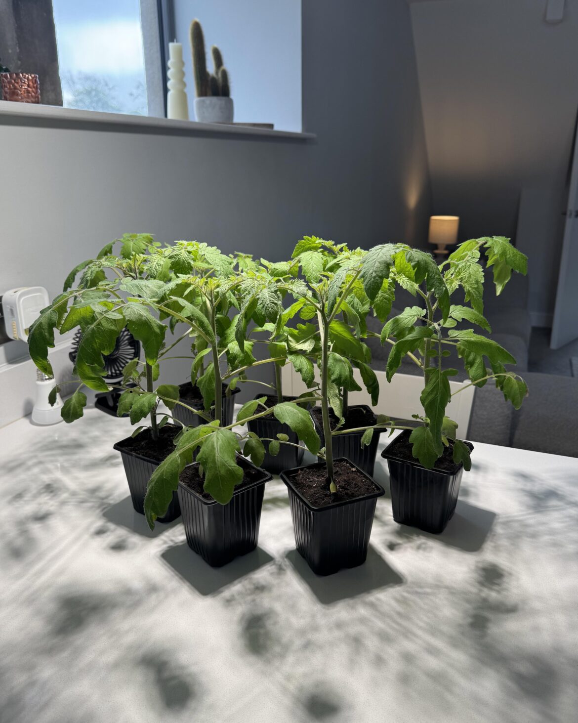 How deep should I plant?