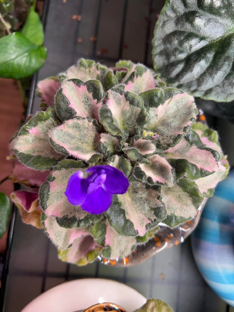 Just a lovely plant. Harmony’s Little Stinker Sport: Blossom - Semidouble dark blue. Foliage - Variegated dark green, silvery, light green and cream. Standard leaf chimera.