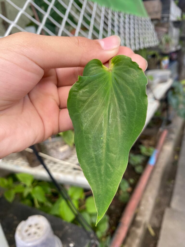 What aroid is this? It’s like A. cuculatta but with a narrow and velvety leaf, and a patterned stem