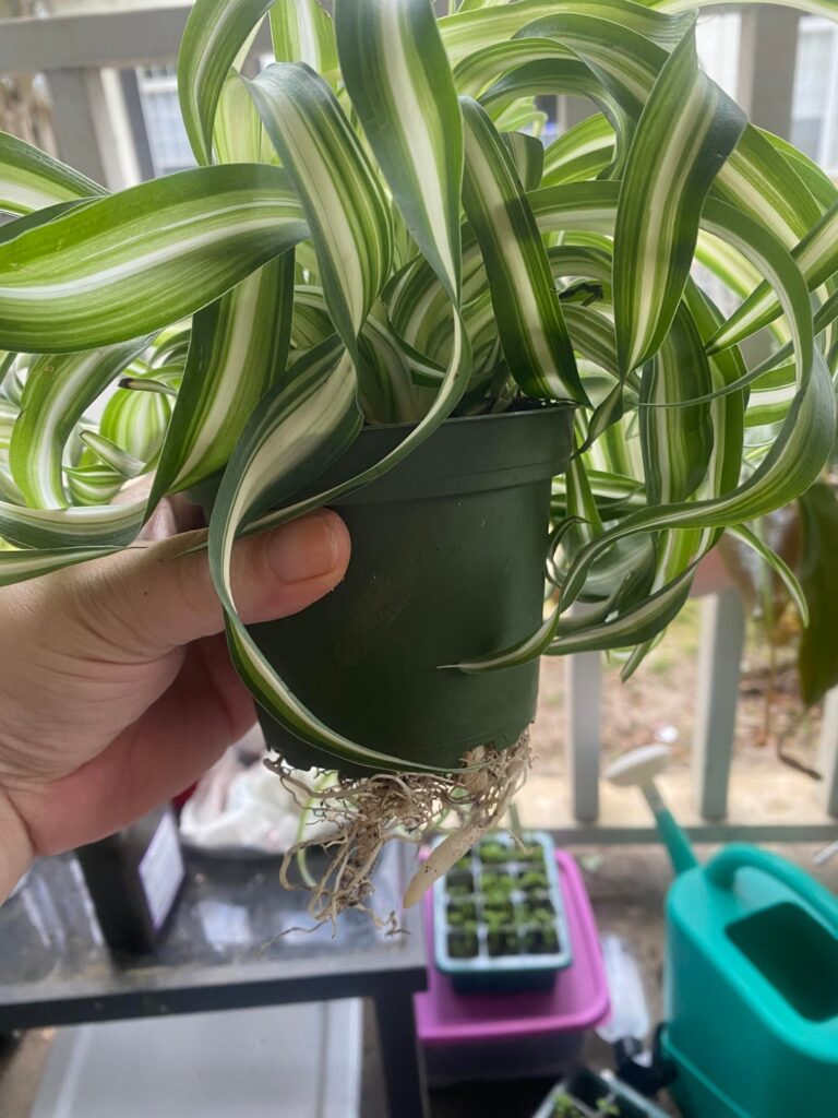 To repot or not? Spider plant Bonnie To repot or not? Spider plant Bonnie