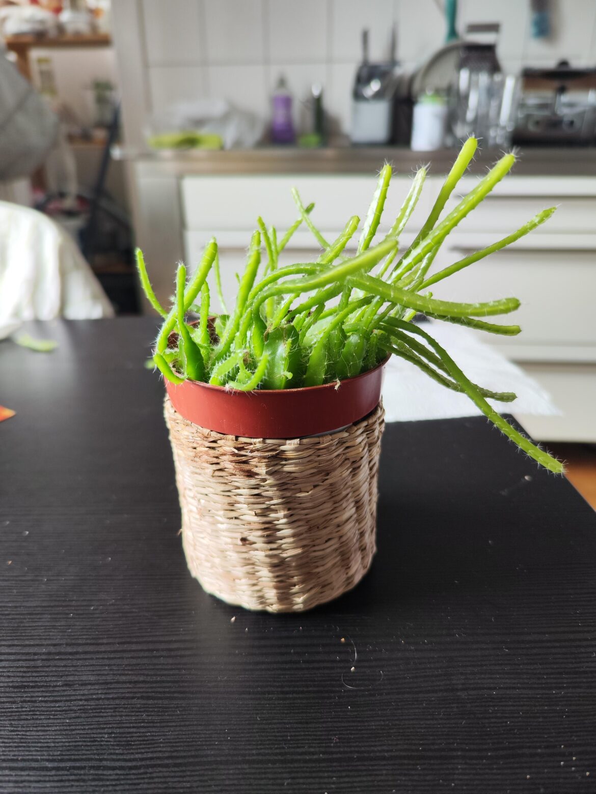 How to take care of dragon fruit How to take care of dragon fruit