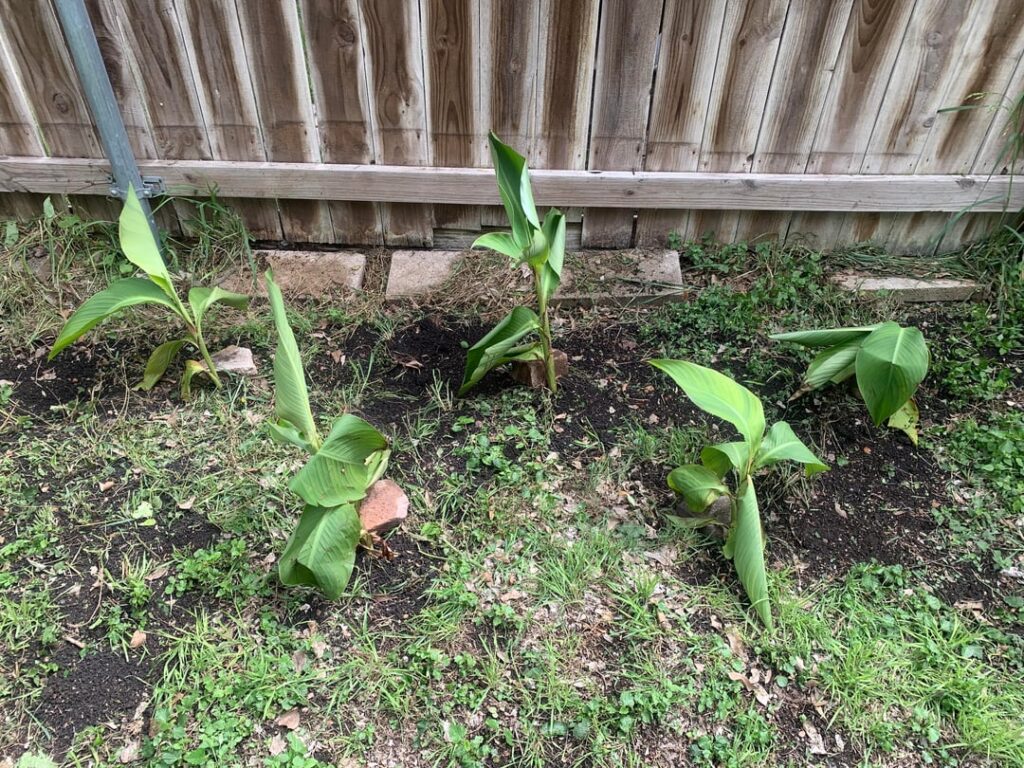Help! How/where to prune canna lilies? Help! How/where to prune canna lilies?