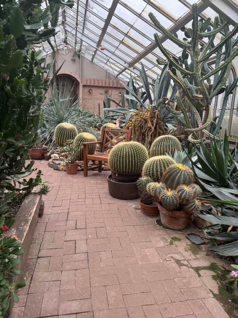 Beautiful cacti garden