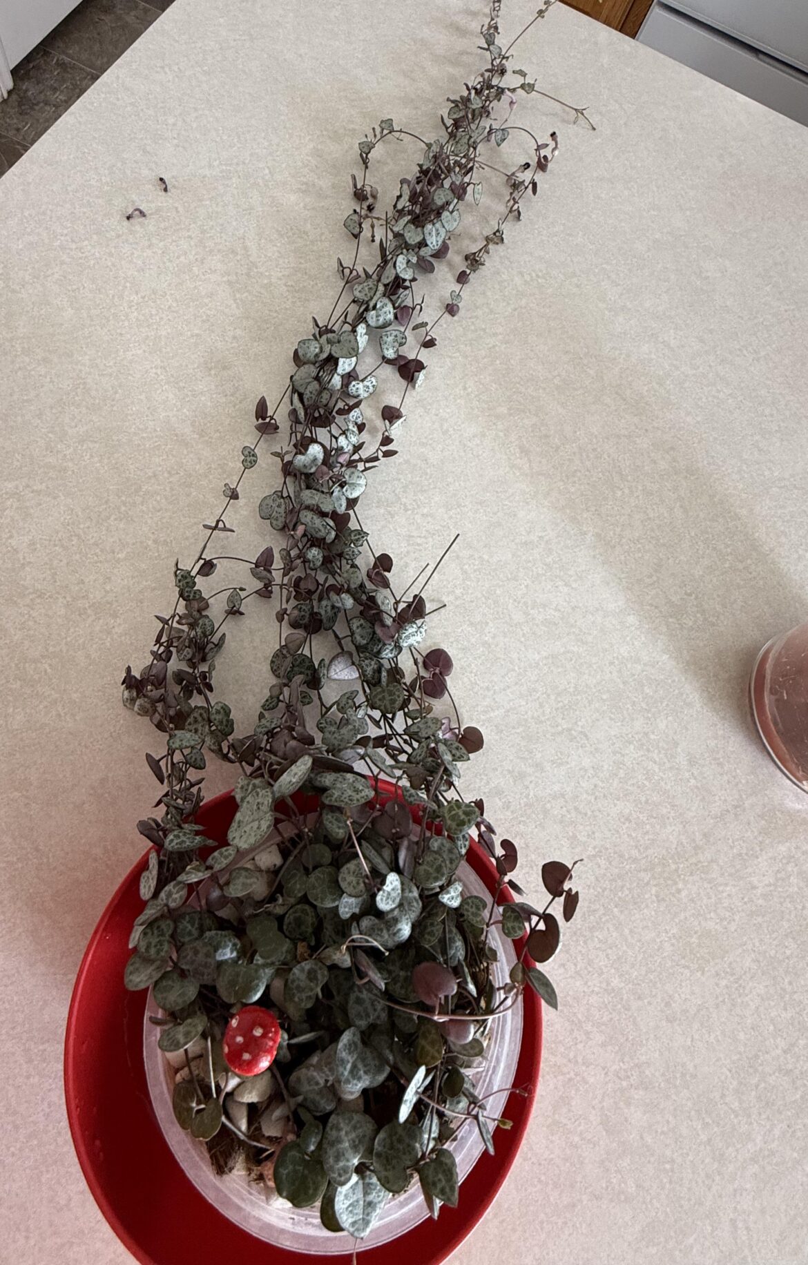 Advice ? Should I chop?