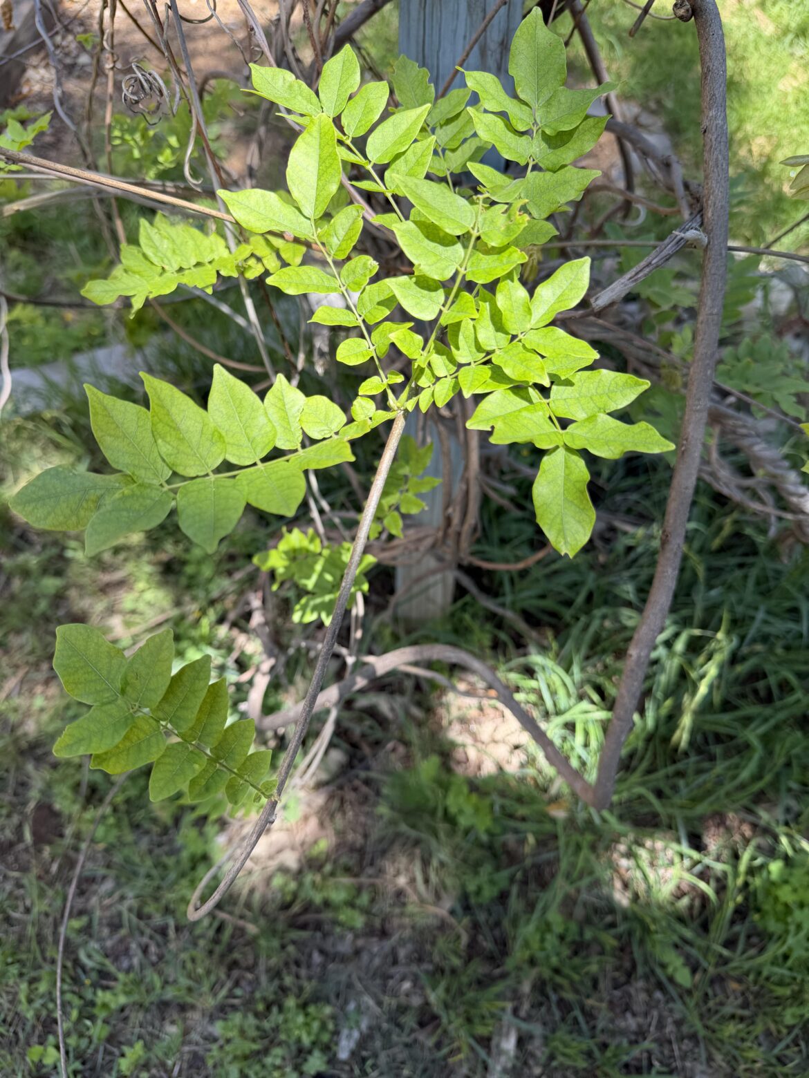 Vine ID?