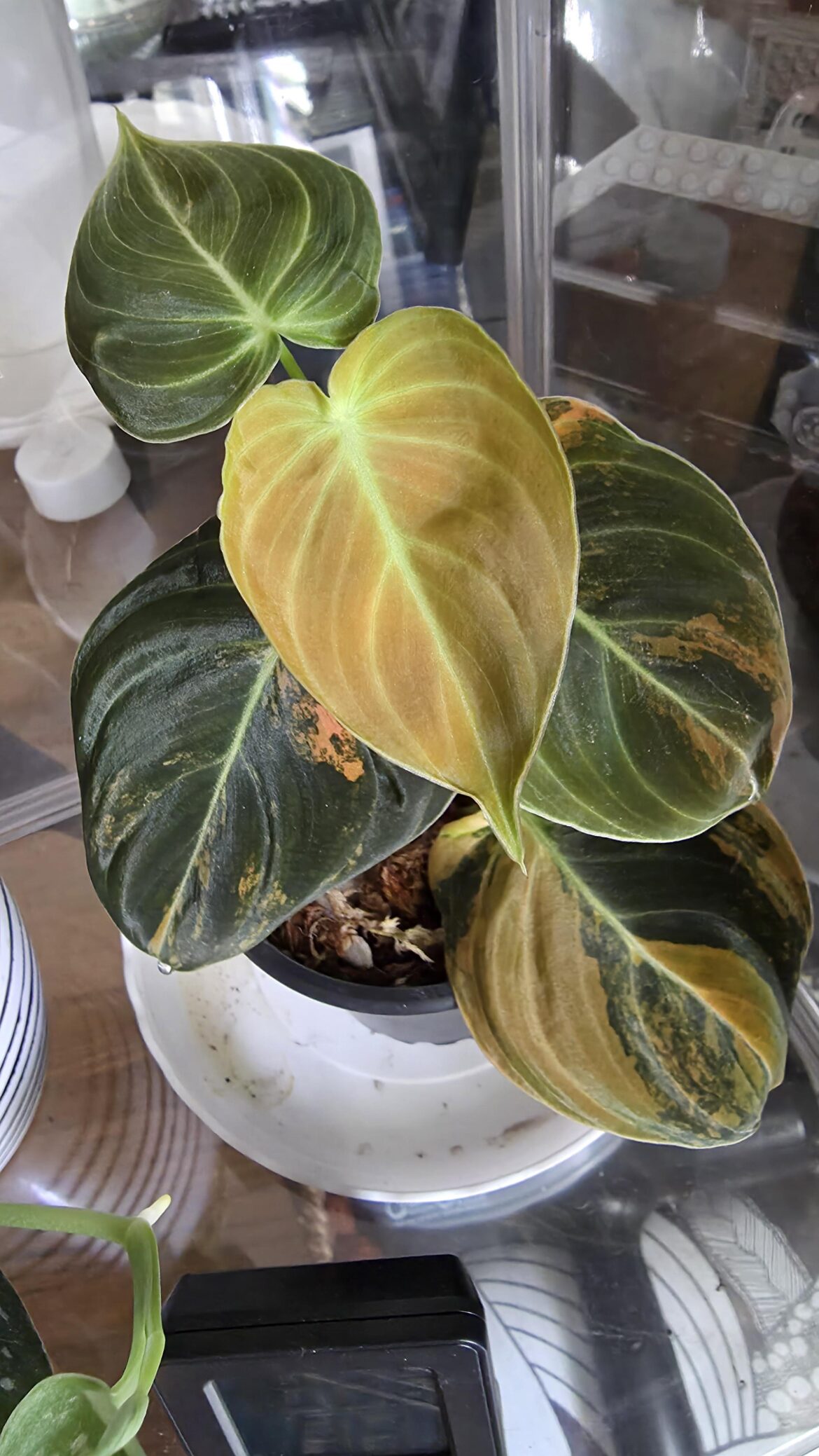 Orange Melano New Leaf