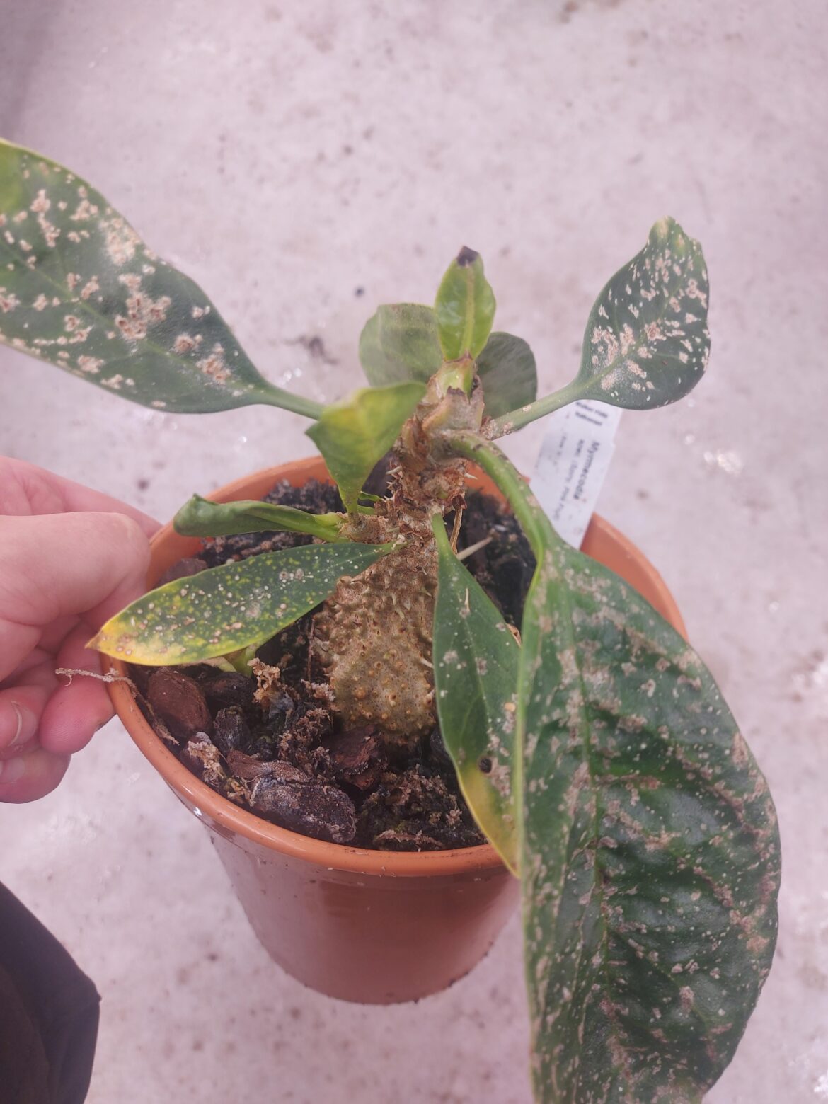 Help with ant plant growth conditions Help with ant plant growth conditions