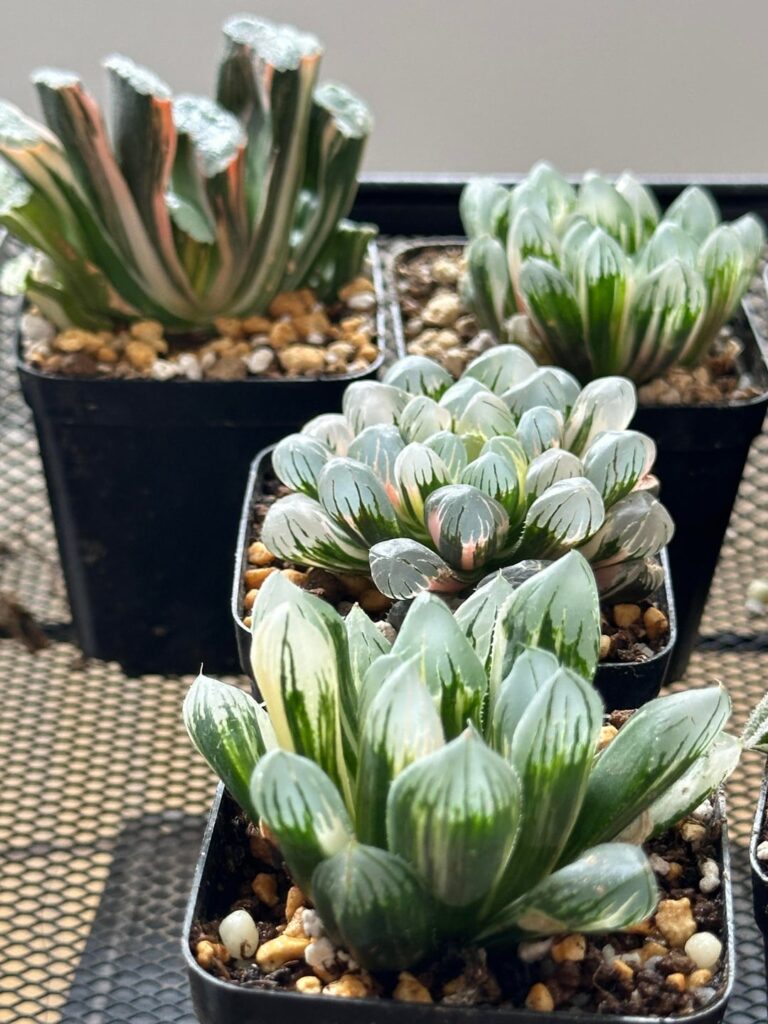 New Batch of Plant Arrived!