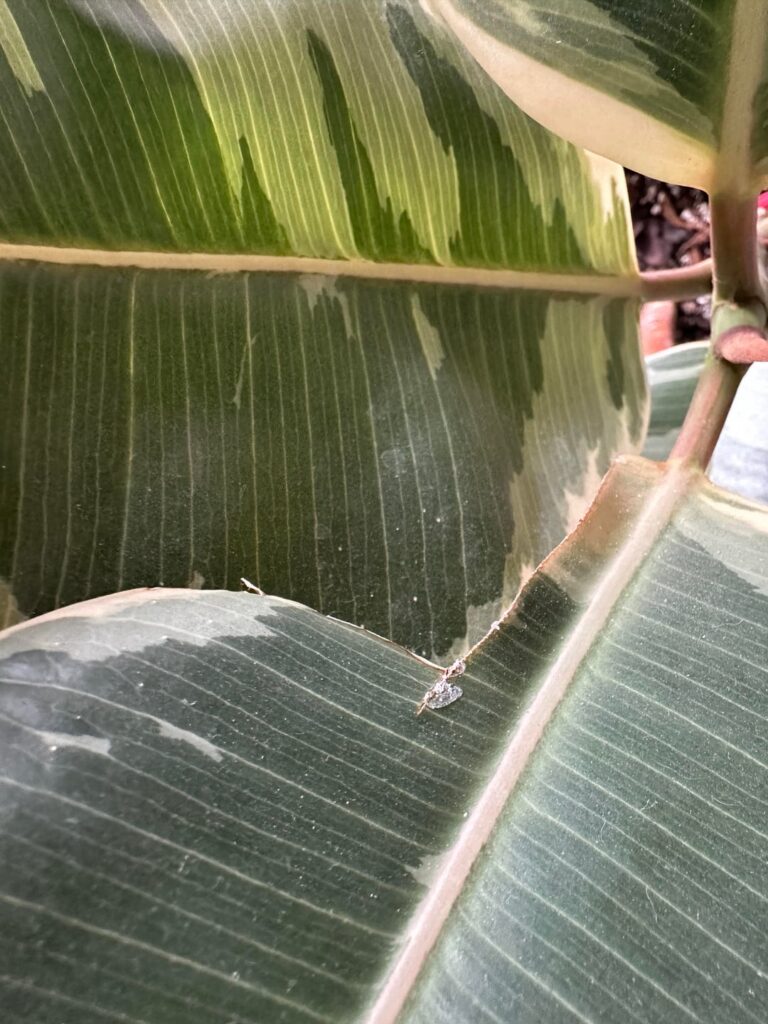 WHAT IS IT? I swear i saw something super tiny and white moving.