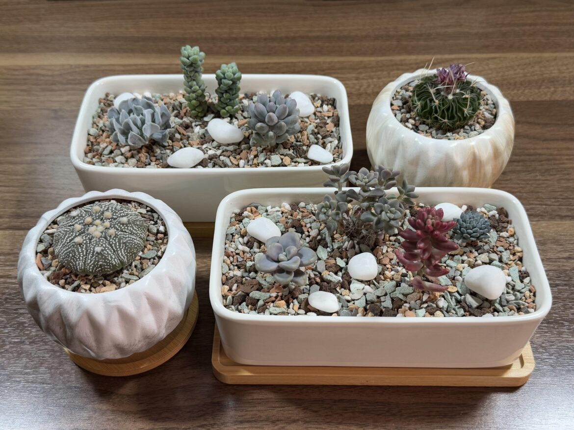 New homes for the little ones:) New homes for the little ones:)