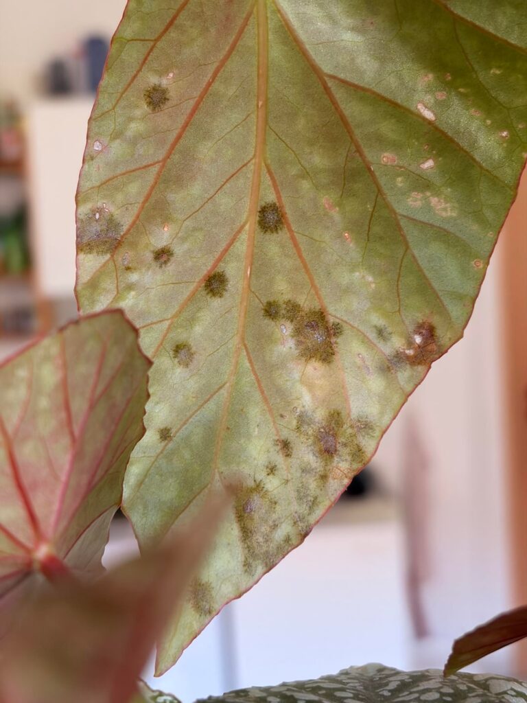 What are these spots?