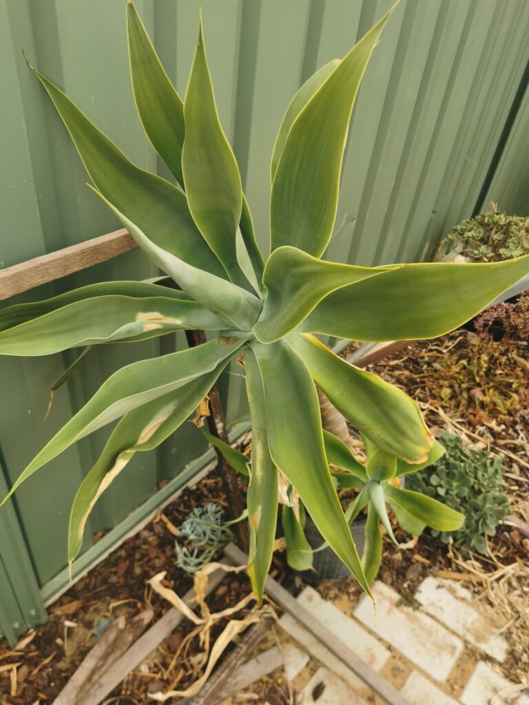 Should I plant these? Should I plant these?