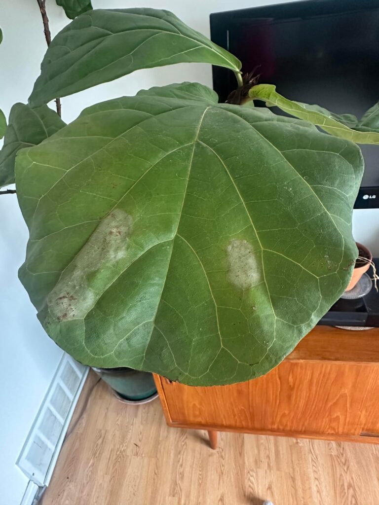 Spots on fiddle leaf fig tree leaves?