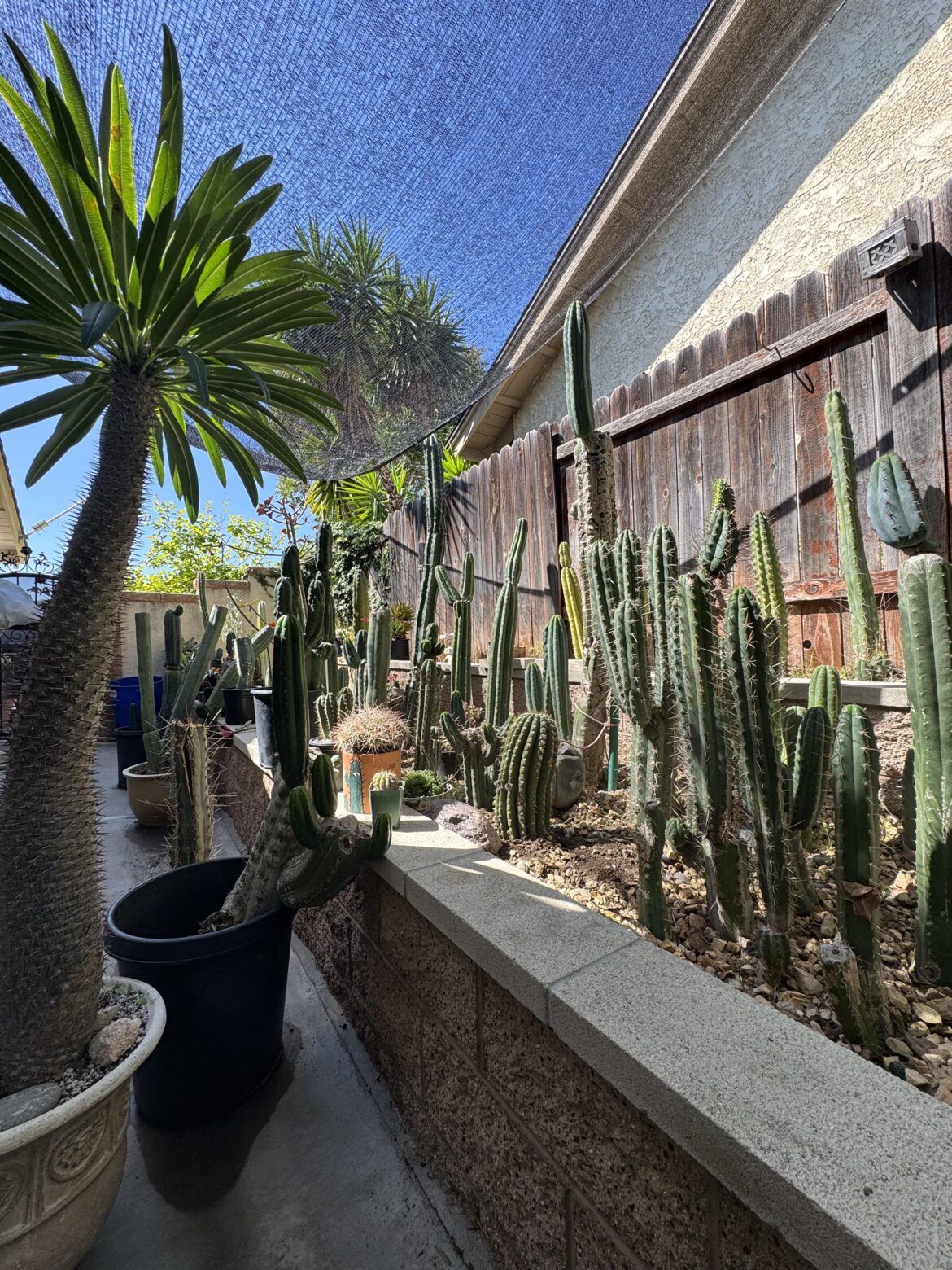 Getting weeds out of the raised bed sure does feel good.