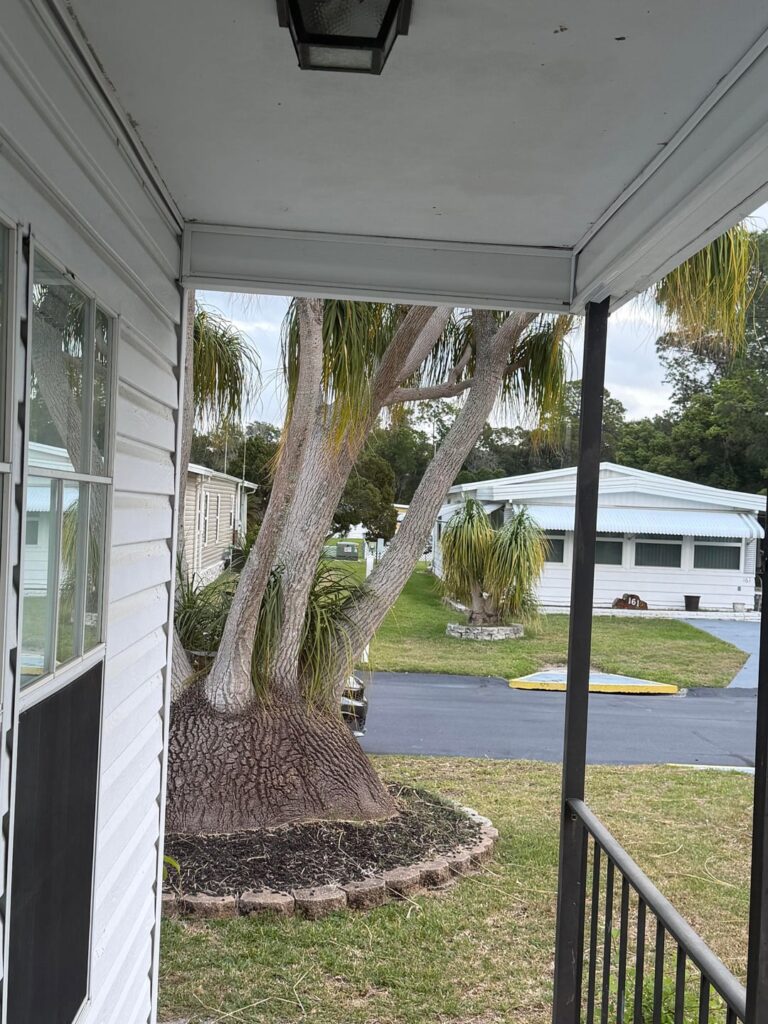 Biggest ponytail palm ever!
