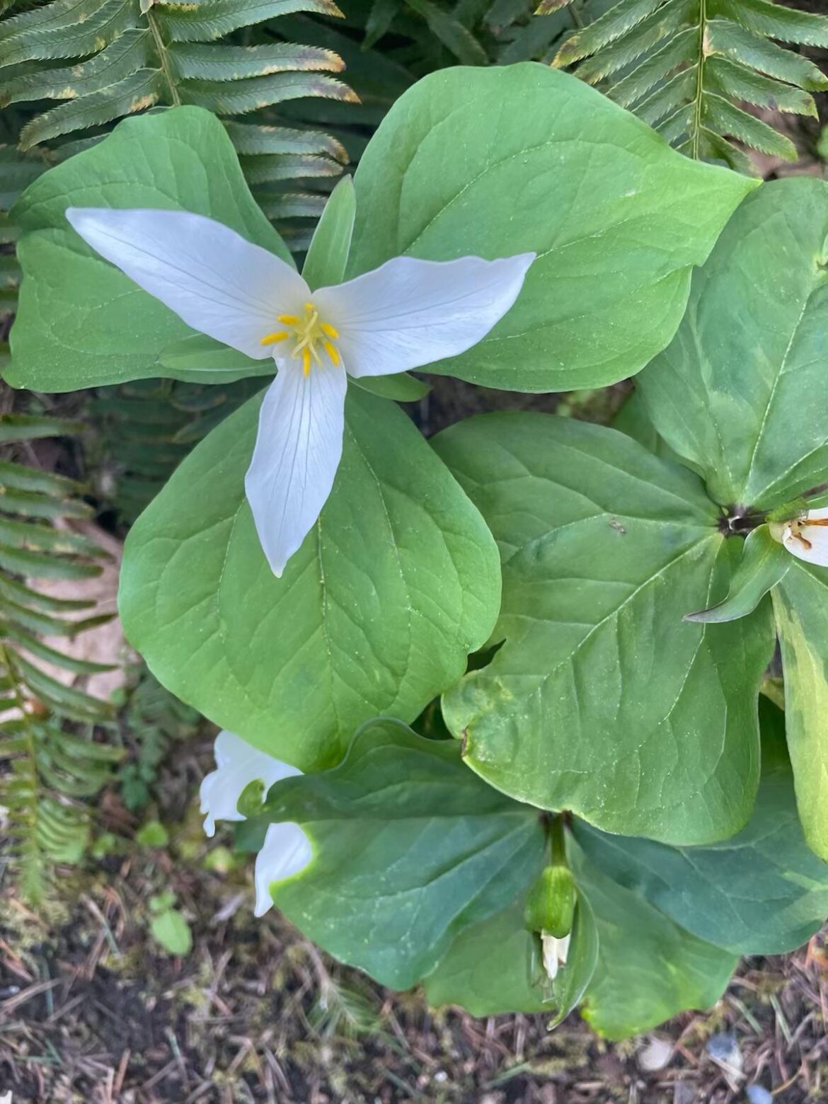Found in backyard, Washington