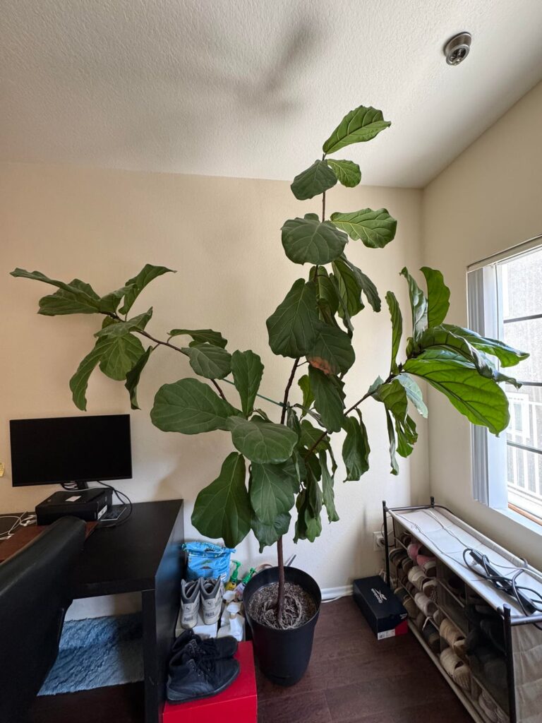 Time to chop? Advice appreciated Time to chop? Advice appreciated
