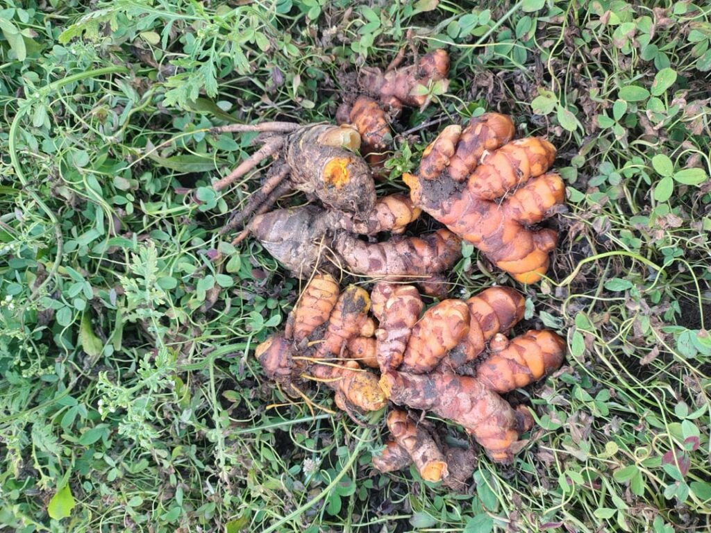 Turmeric grown in my farm