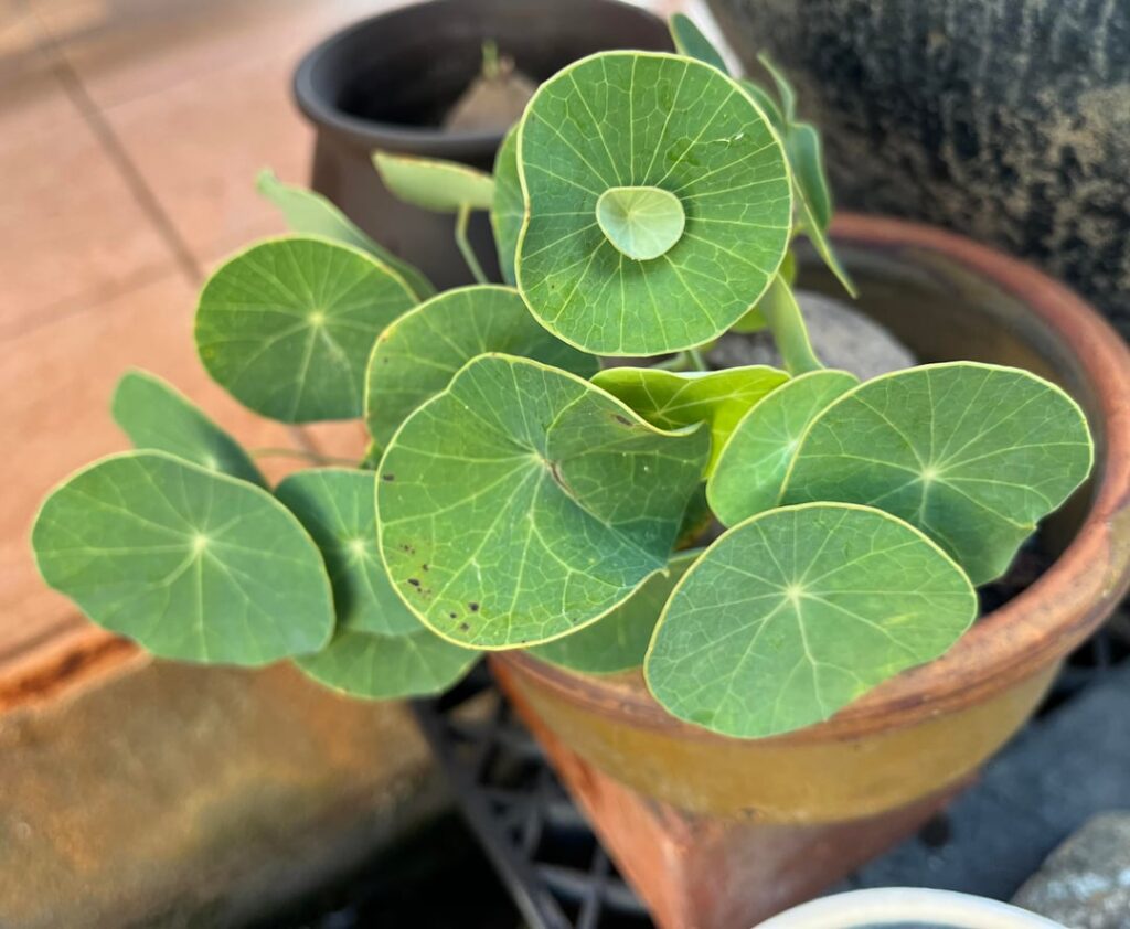 Unknown mutation (stephania erecta)