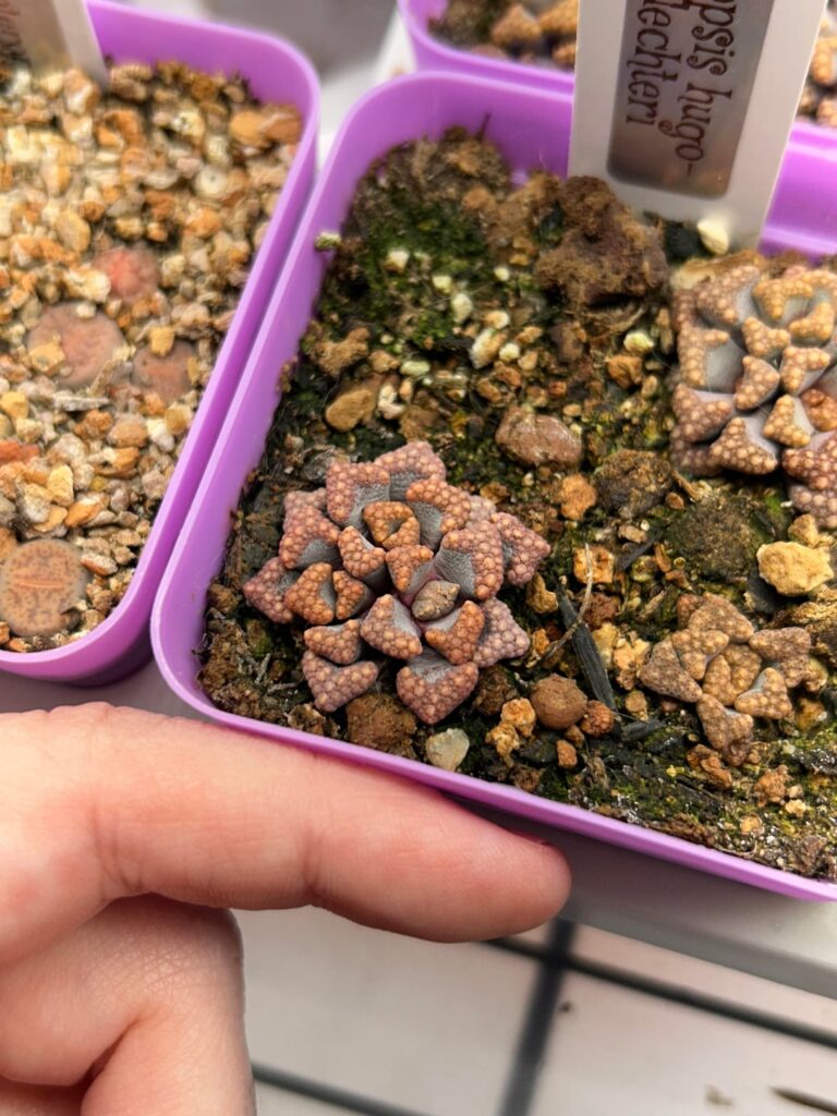 My 6mo titanopsis hugo-schlechteri is flowering??