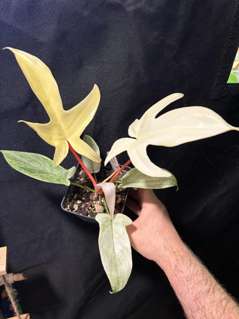 Who are these Philodendron